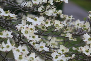 Dogwood Blooms